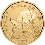 1 dollar coin Blanding's turtle | Canada 2021
