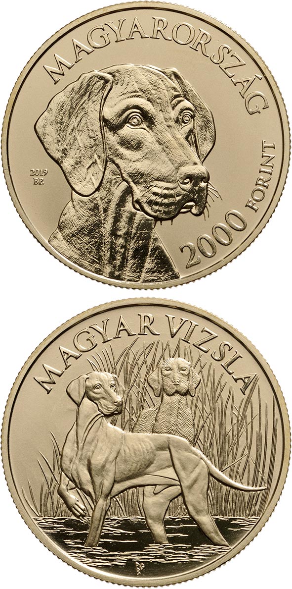 Image of 2000 forint coin - The Hungarian vizsla | Hungary 2019.  The Brass coin is of BU quality.