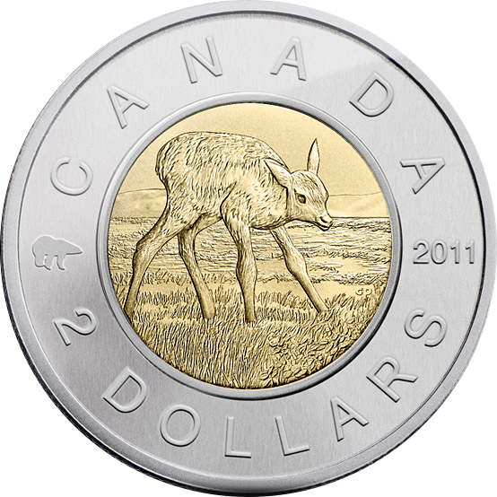 Image of 2 dollars coin - Elk Calf | Canada 2011.  The Bimetal: CuNi, nordic gold coin is of BU quality.