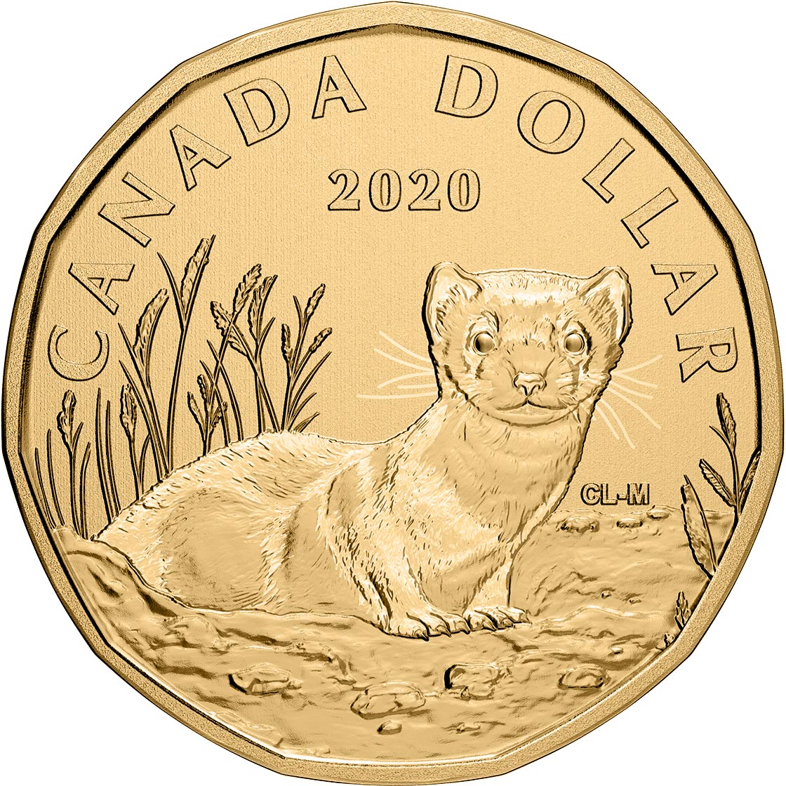 Image of 1 dollar coin - Black-Footed Ferret | Canada 2020