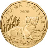 1 dollar coin Black-Footed Ferret | Canada 2020