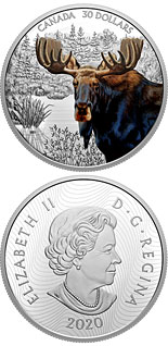 30 dollar coin Moose | Canada 2020