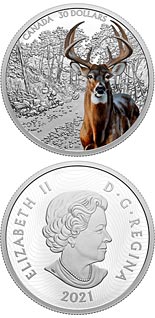 30 dollar coin White-Tailed Deer | Canada 2021