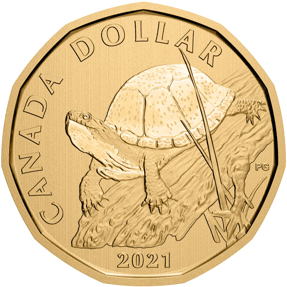 Image of 1 dollar coin - Blanding's turtle | Canada 2021