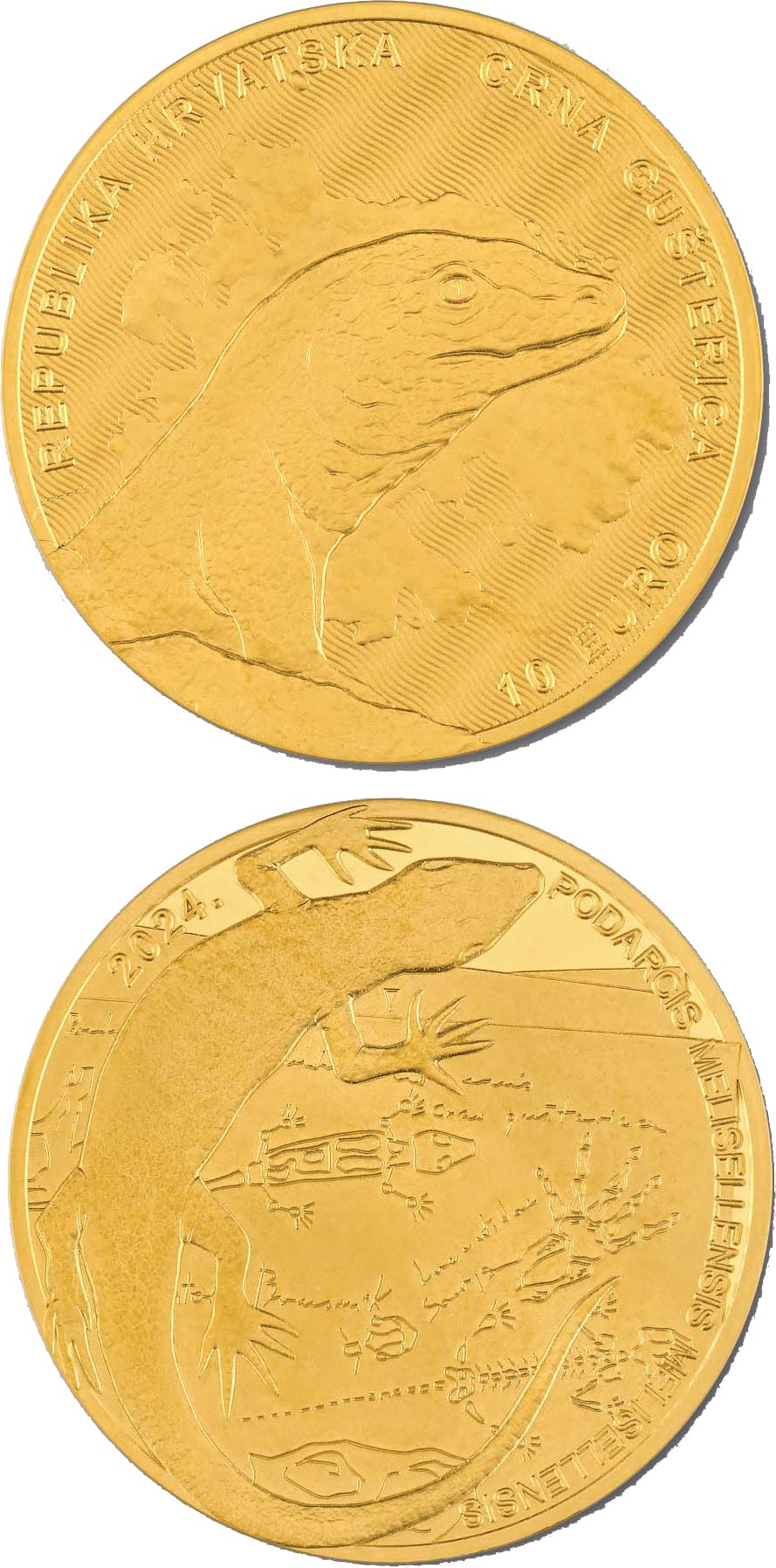 Image of 10 euro coin - Black Lizard | Croatia 2024.  The Gold coin is of BU quality.