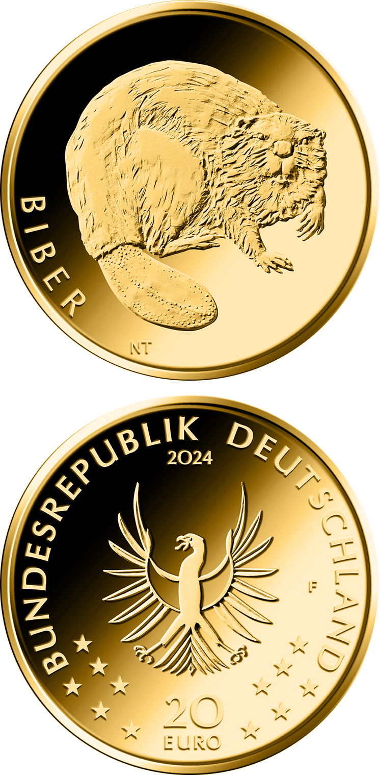 Image of 20 euro coin - Beaver | Germany 2024.  The Gold coin is of Proof quality.