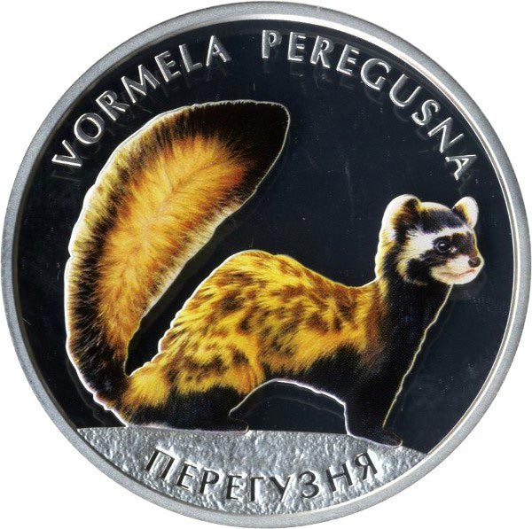 Image of 10 hryvnia  coin - The Marbled Polecat | Ukraine 2017.  The Silver coin is of Proof quality.